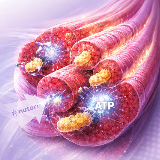 A realistic illustration of muscle fibers glowing with increased creatine stores, showing enhanced ATP regeneration. Alt: creatine monohydrate benefits muscle energy illustration